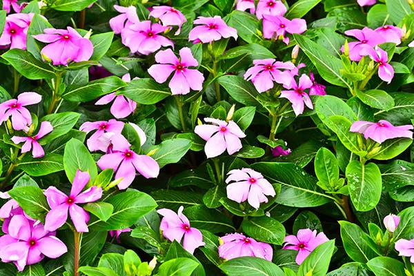 vinca-poisoning.jpg