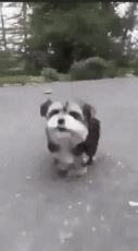 74766_812695_123137.jpg.gif