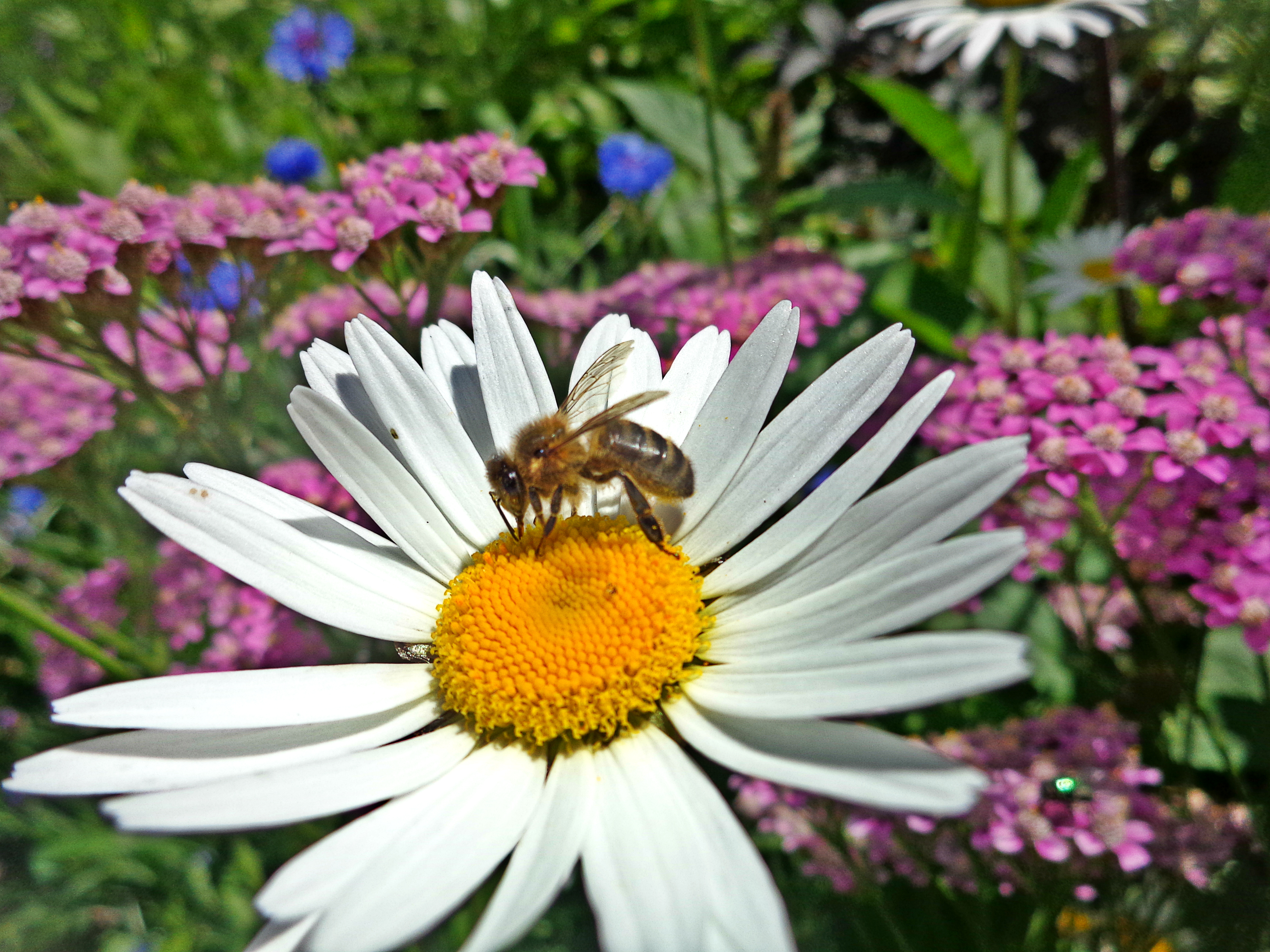 Bee on Daisy.jpg