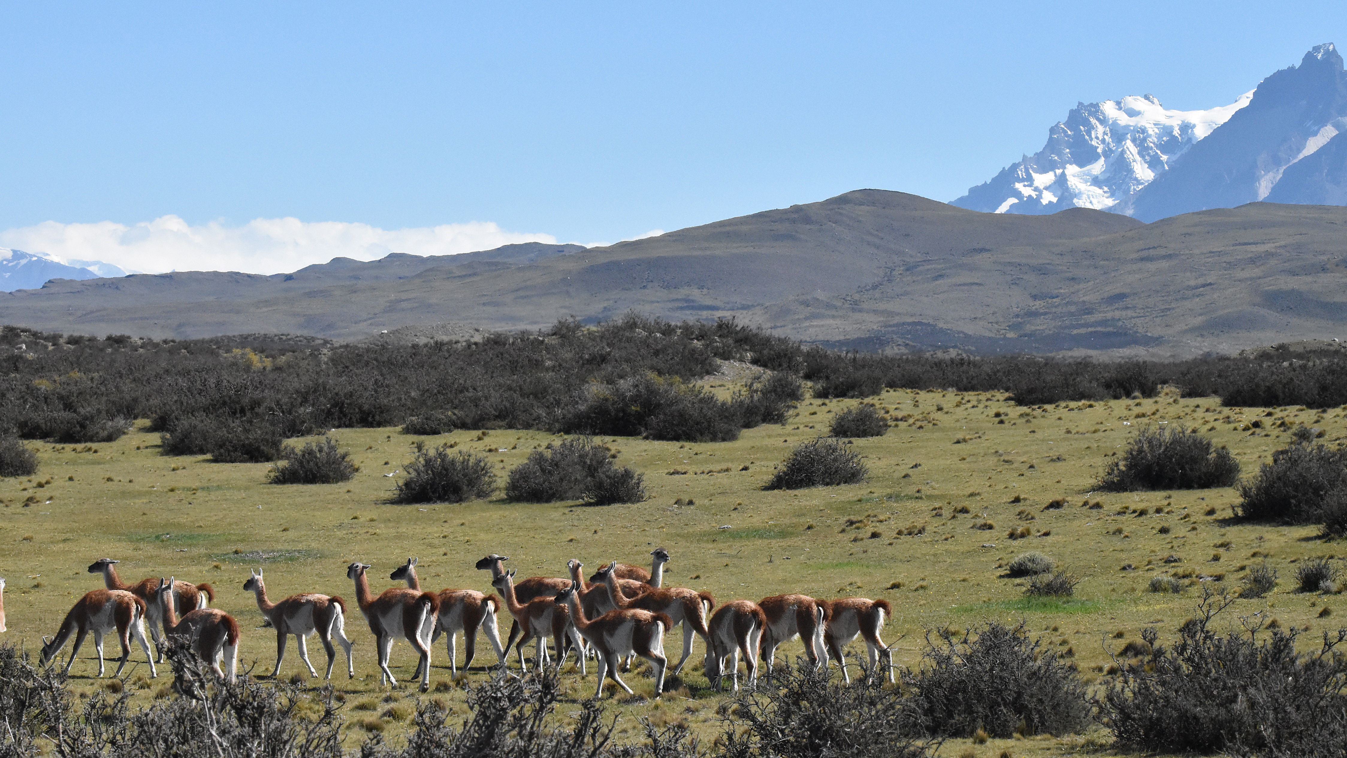 guanaco-herd-landscape-torres-del-paine.jpg