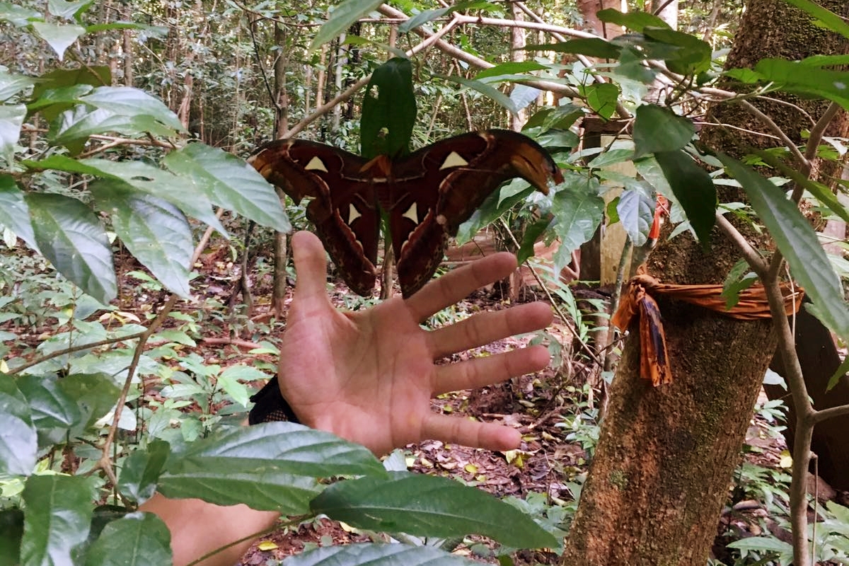 huge butterfly.jpg