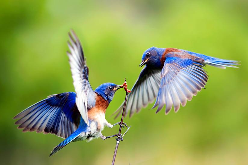 blue-birds.jpg.824x0_q71.jpg