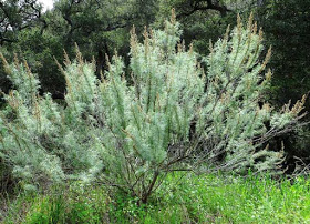 ArtemisiaCalifornica-Gaviot.jpg
