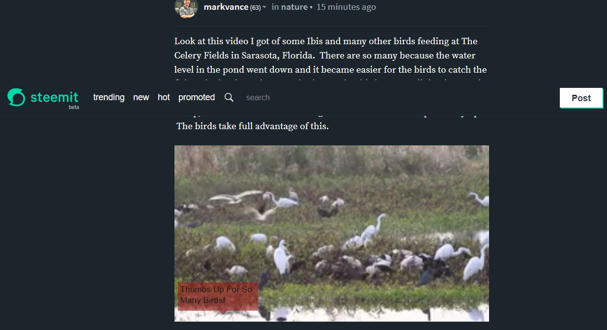 Screenshot-2018-2-9 Ibis Friends Breakfast Time — Steemit.png