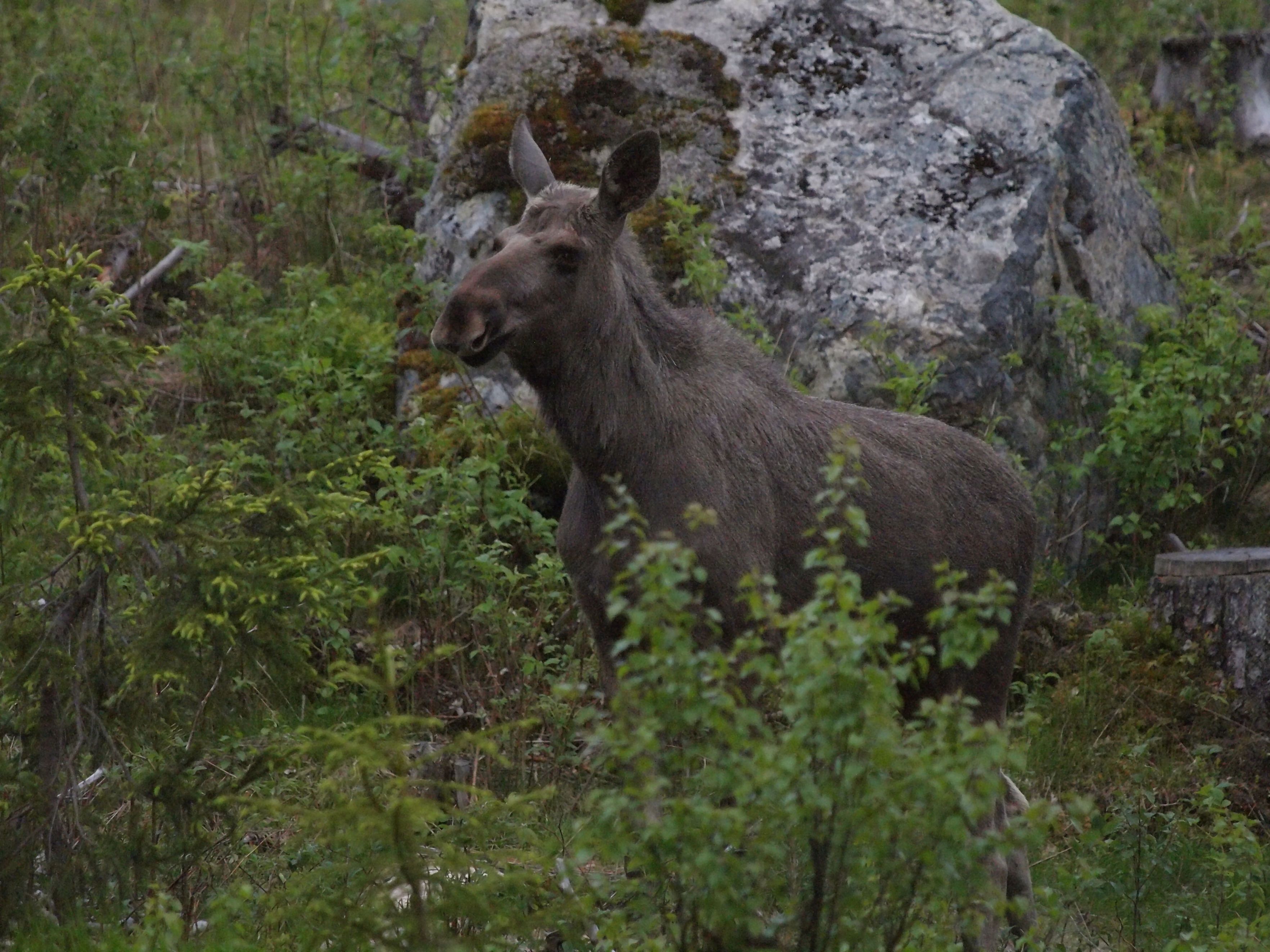 moose_001.jpg