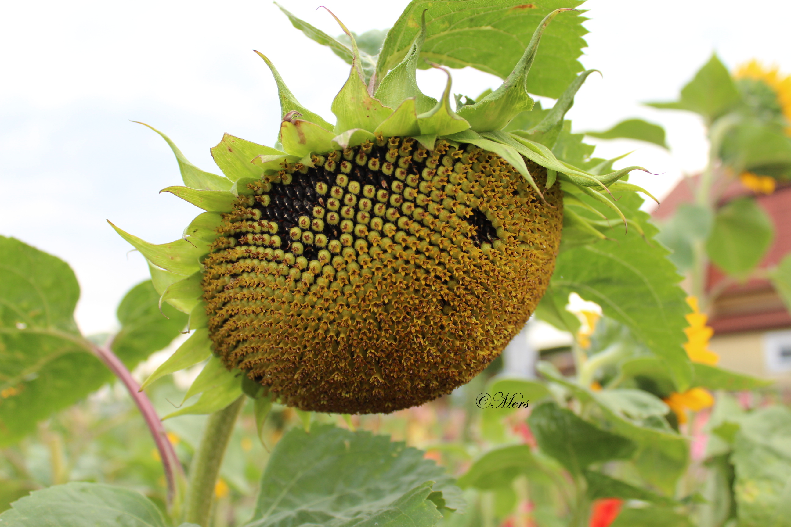 sunflower-petals-falling-off-the-home-garden