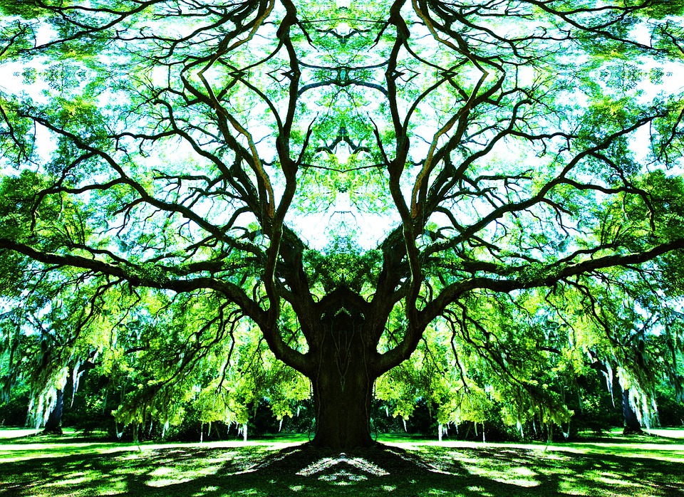 nature-2672593_960_720.jpg