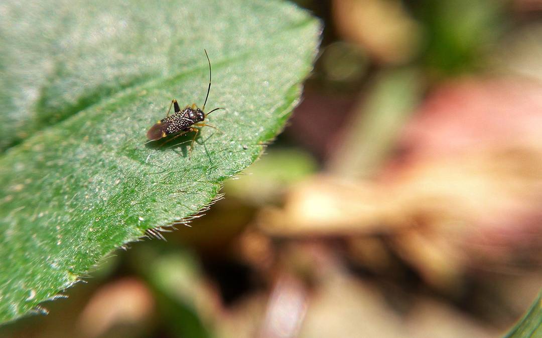 insect macro.jpg