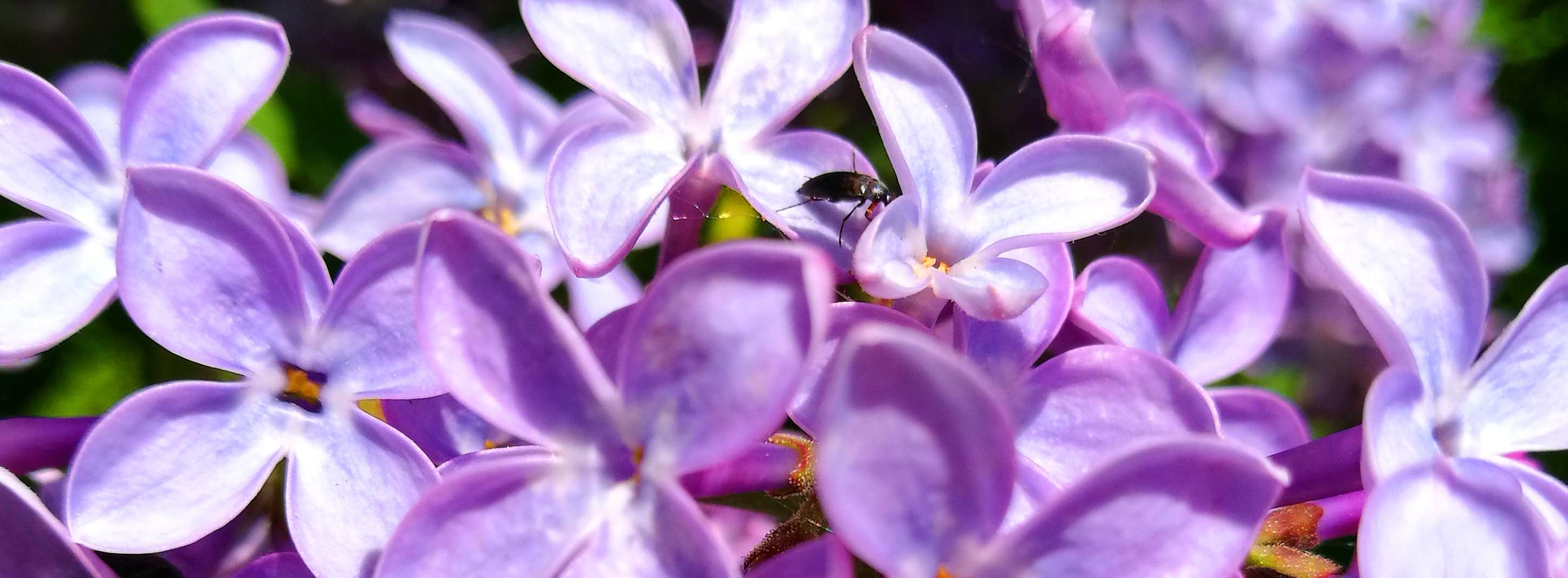 Beautiful Color Blossoms  Photography in Steemit Blog