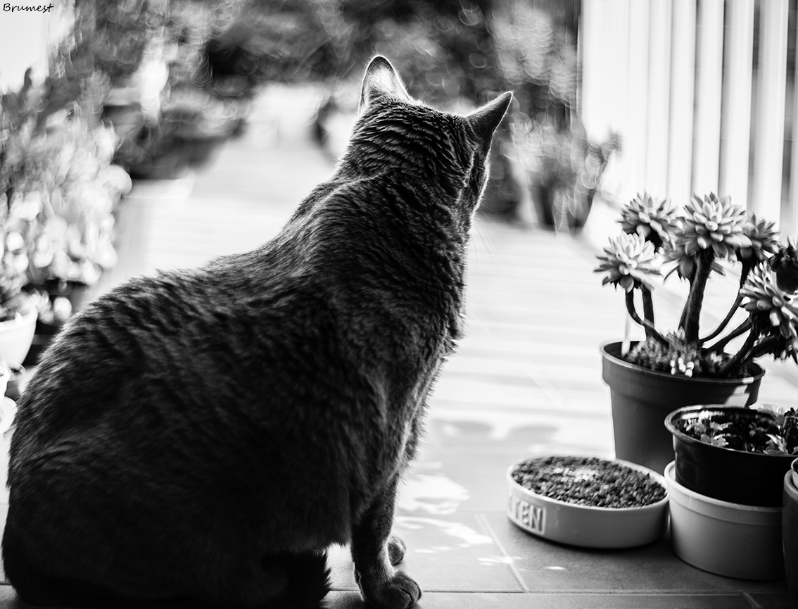 DSC00198-BW-ST.png