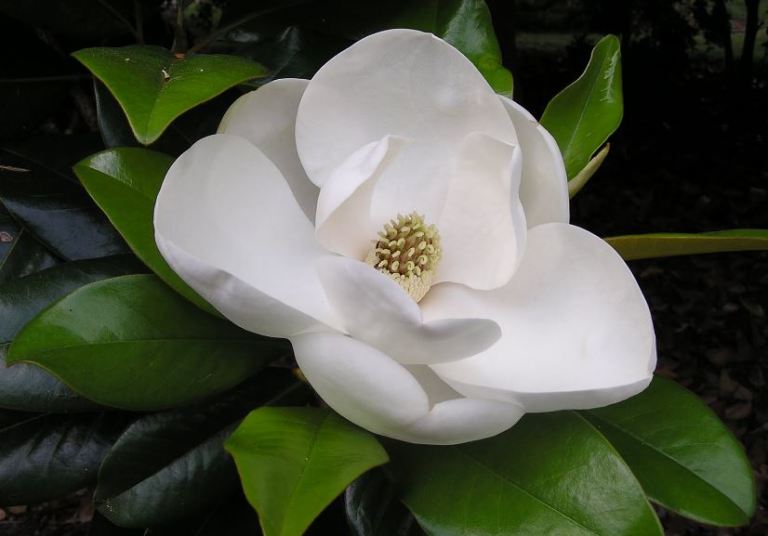 bunga-magnolia.jpg