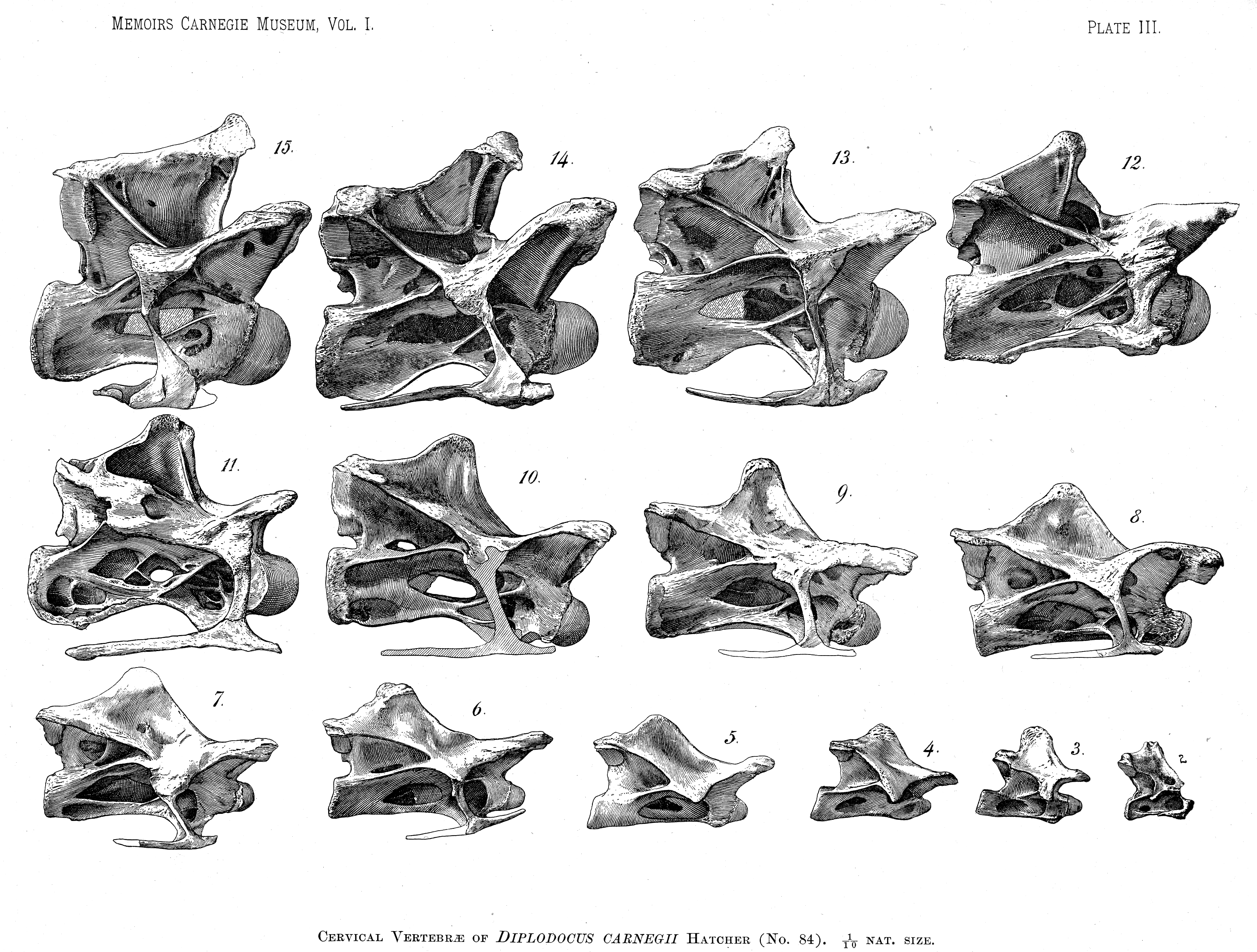 hatcher1901-plate3-cervical-vertebrae-right-lateral.png