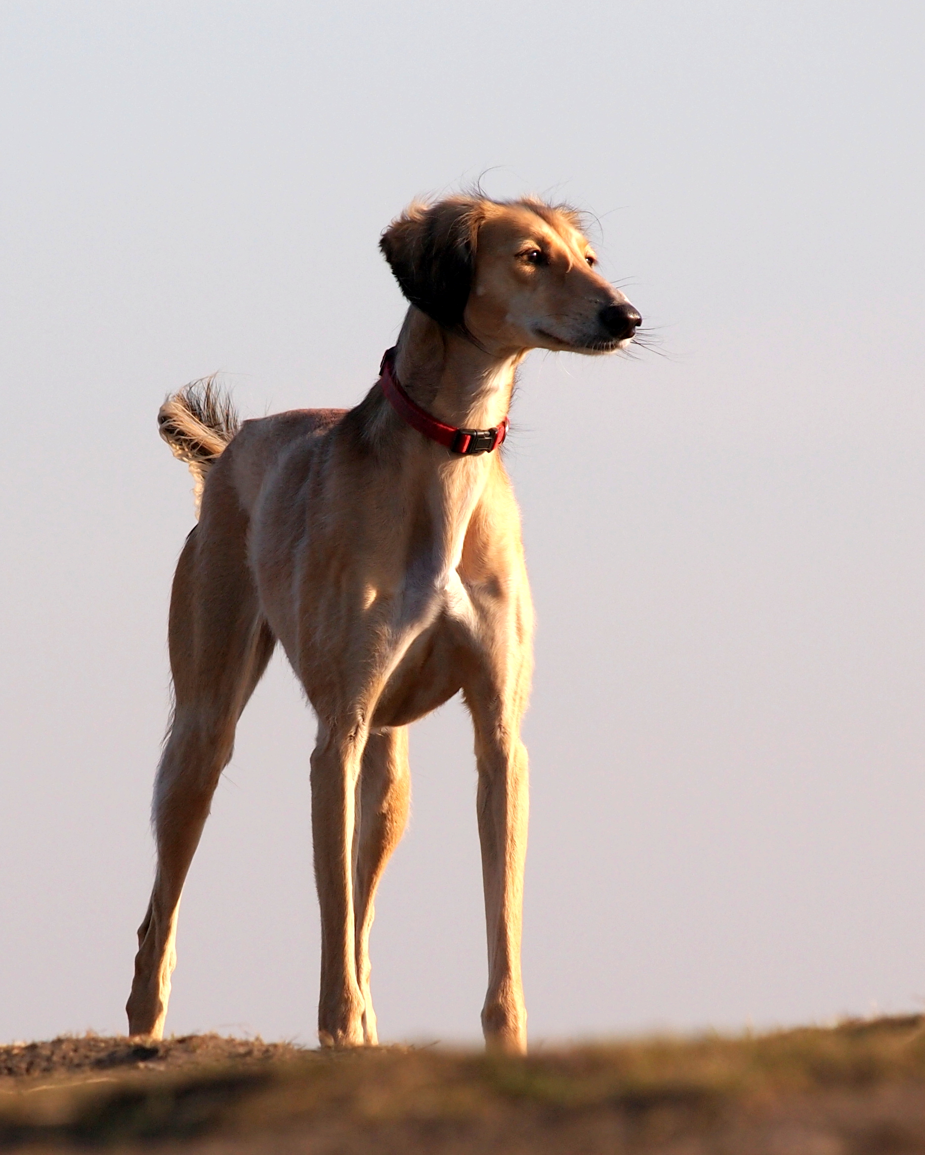 saluki_0006.jpg