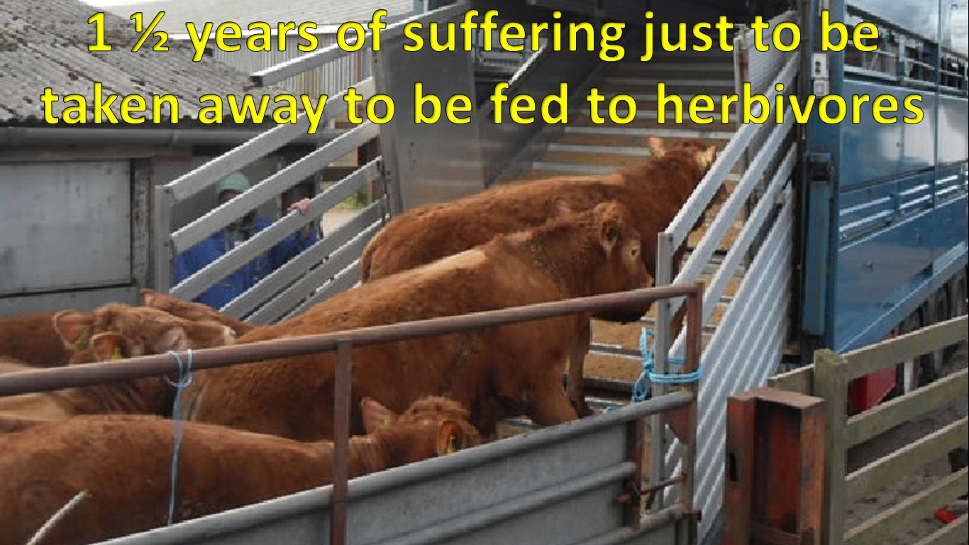 CowTruck.jpg