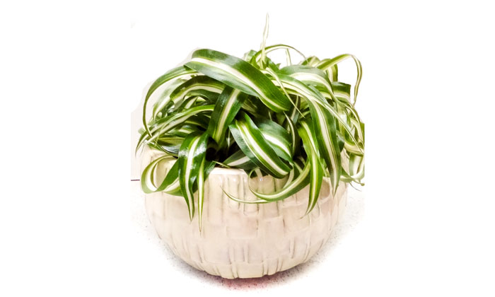 Spider-plant-air-cleaning-plants.jpg