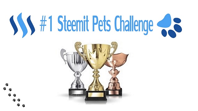 pet contest.jpg