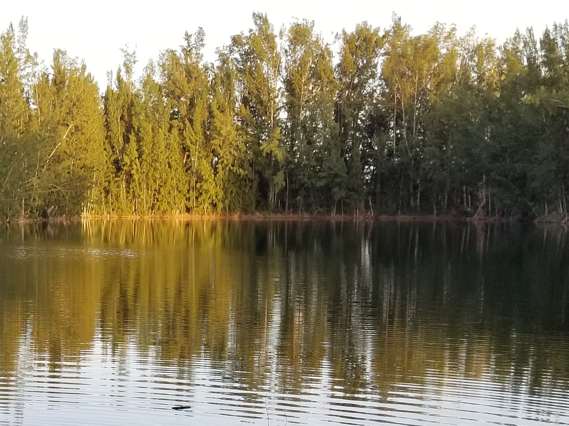 Wolf Lake Park in Davie, Florida, USA — Steemit