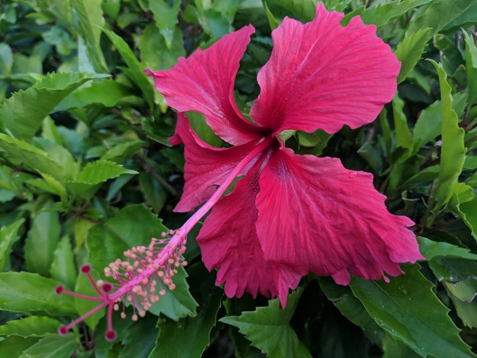 Pink Gumamela In Philippine Name In Scientific Name Hibiscus Rosa Sinensis Or Gumamela Flowers Steemit