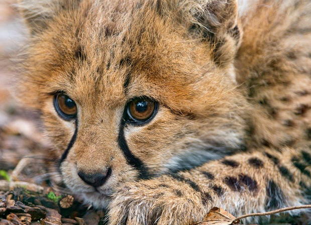 cheetah.PNG