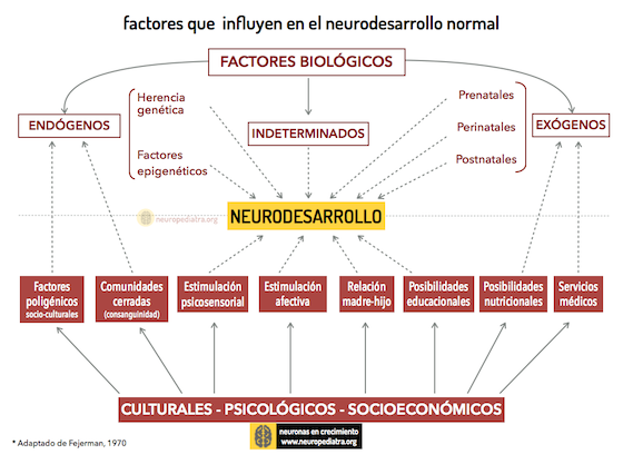 neurodesarrollo.png