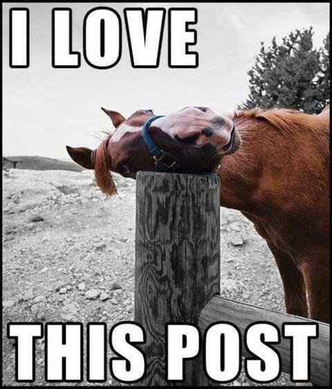 I love this Post. - Horse - Imgur.jpg