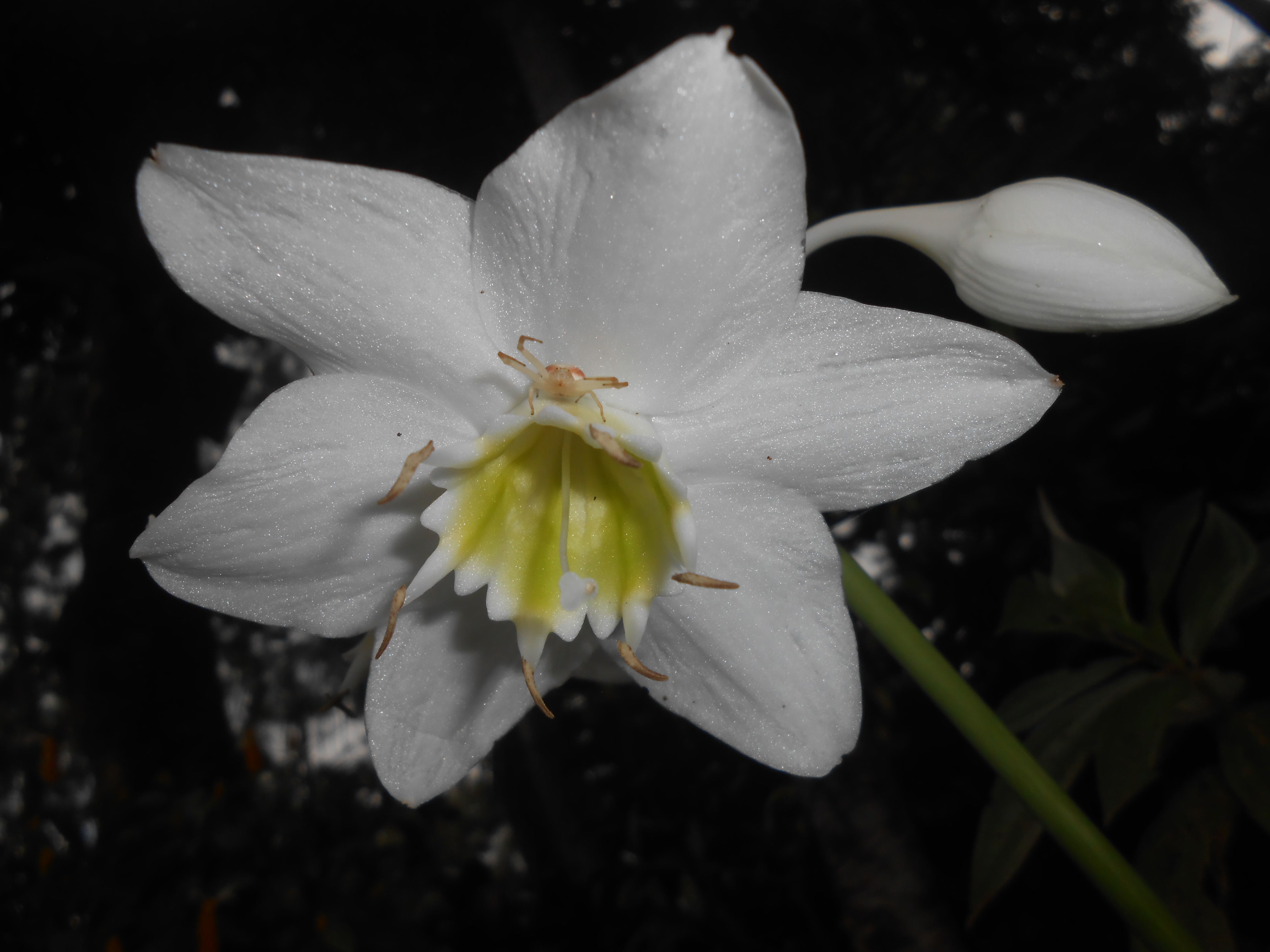 Philippines White Flower