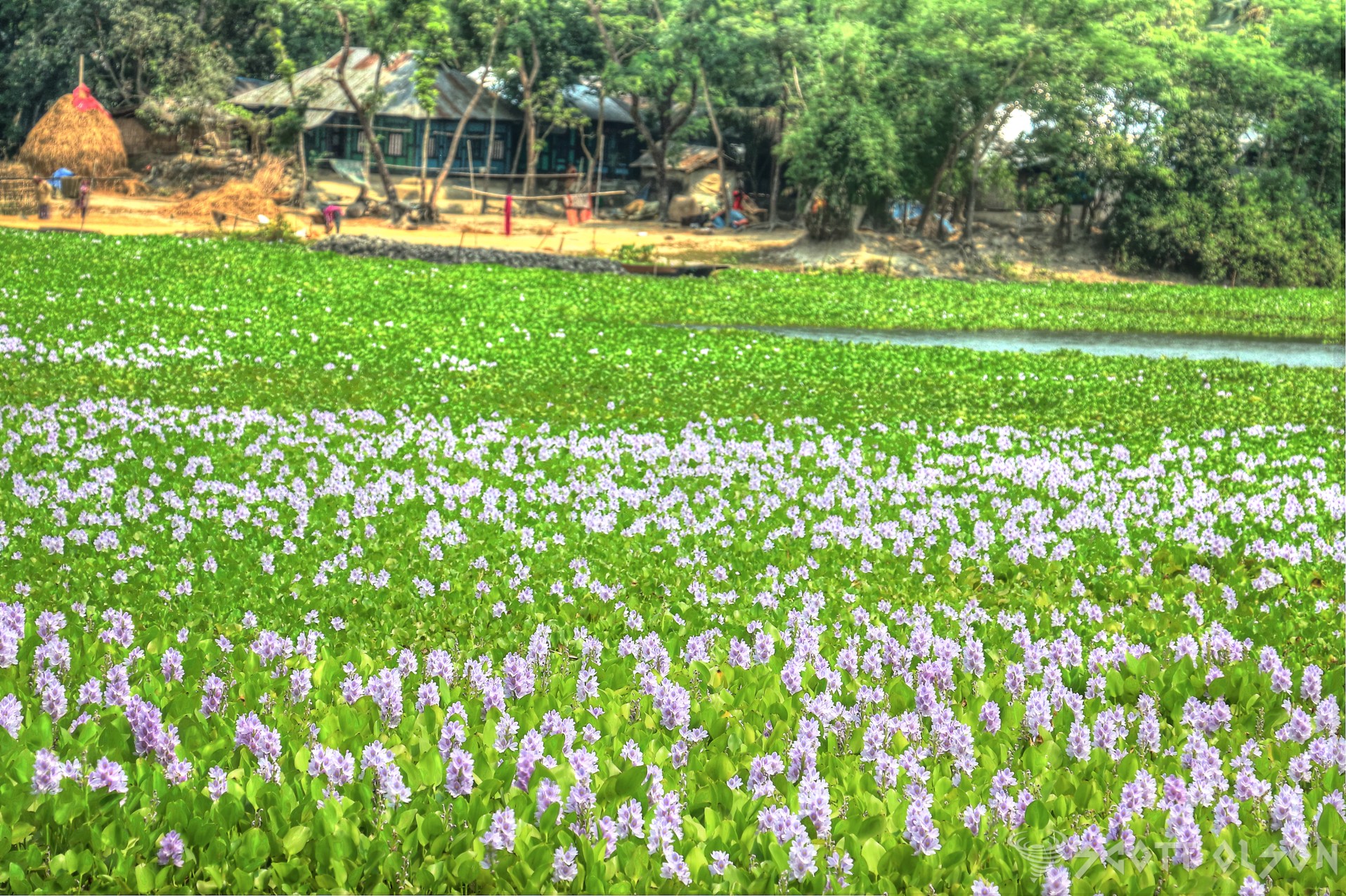 field-of-lily-village-bangladesh.jpg