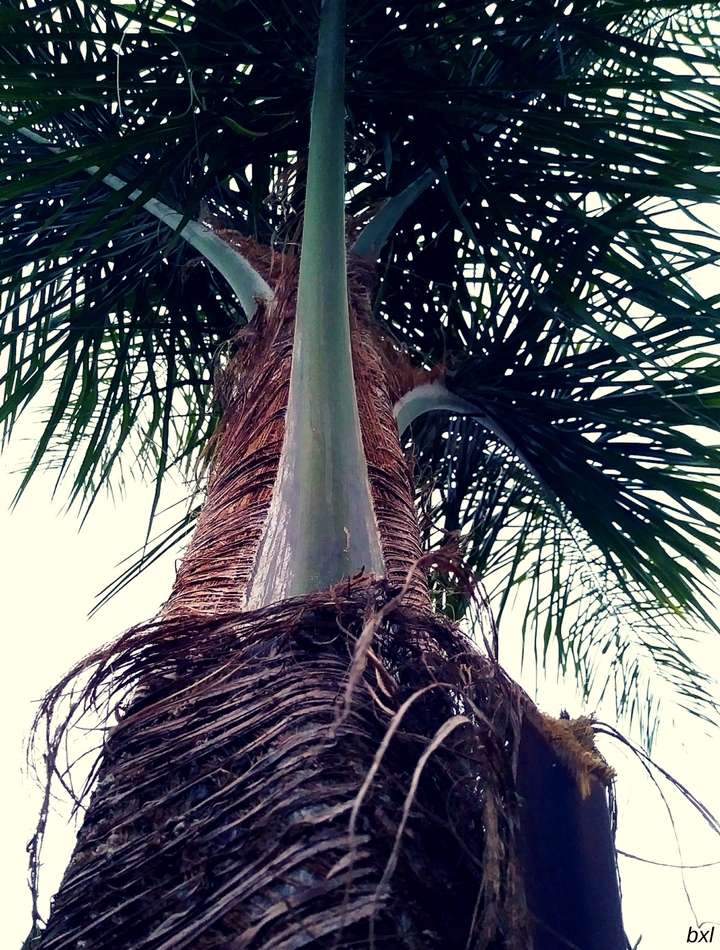 Palm tree in the morning tuesday bxlphabet.jpg