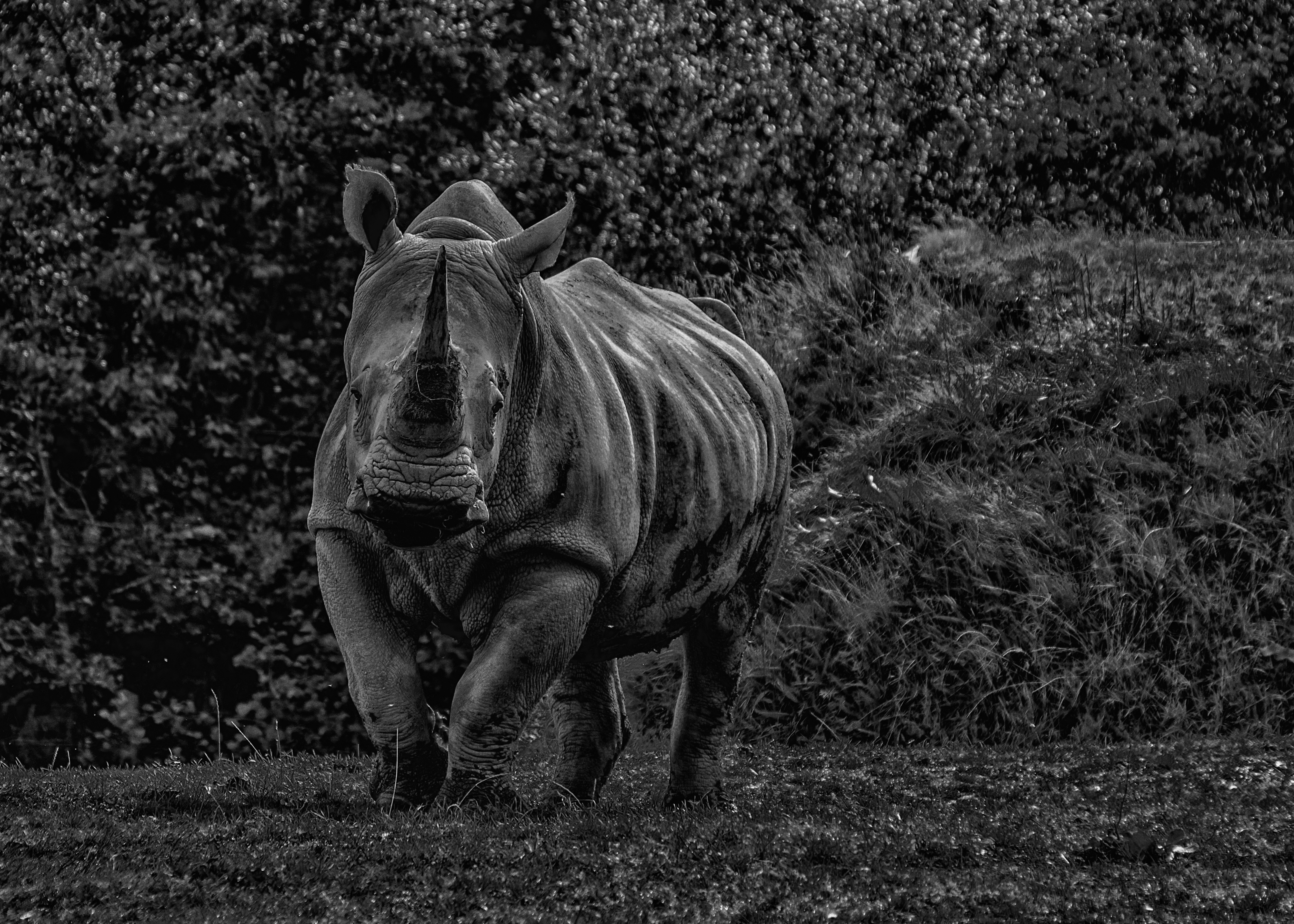 Rhino Manor Wildlife park - By Steve J Huggett.jpg
