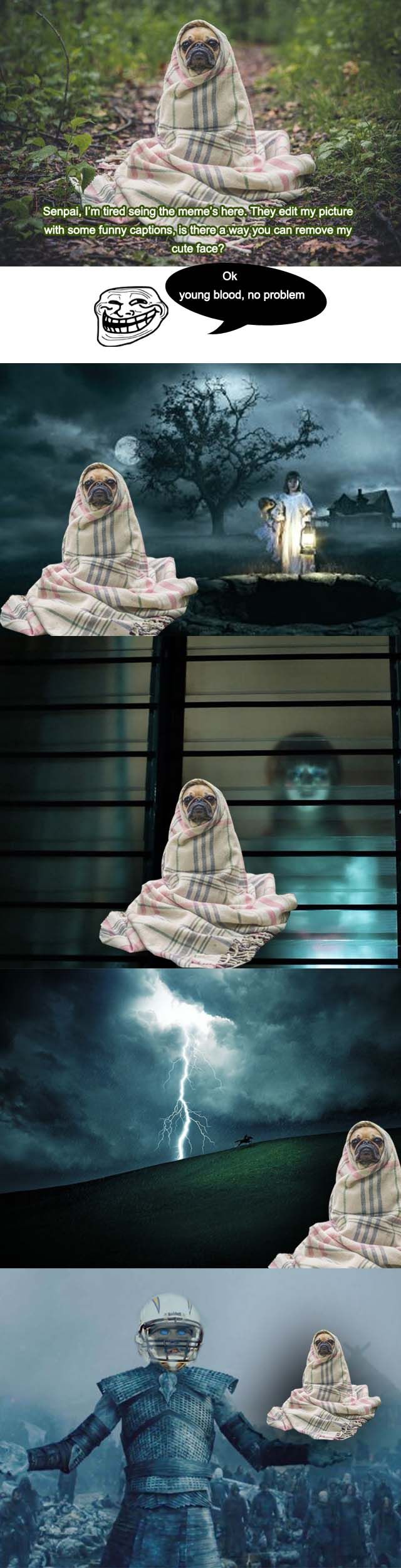 pug-1.jpg
