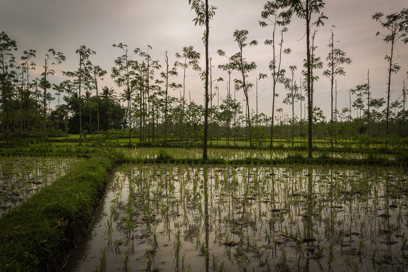 Lombok ricefields 111.jpg