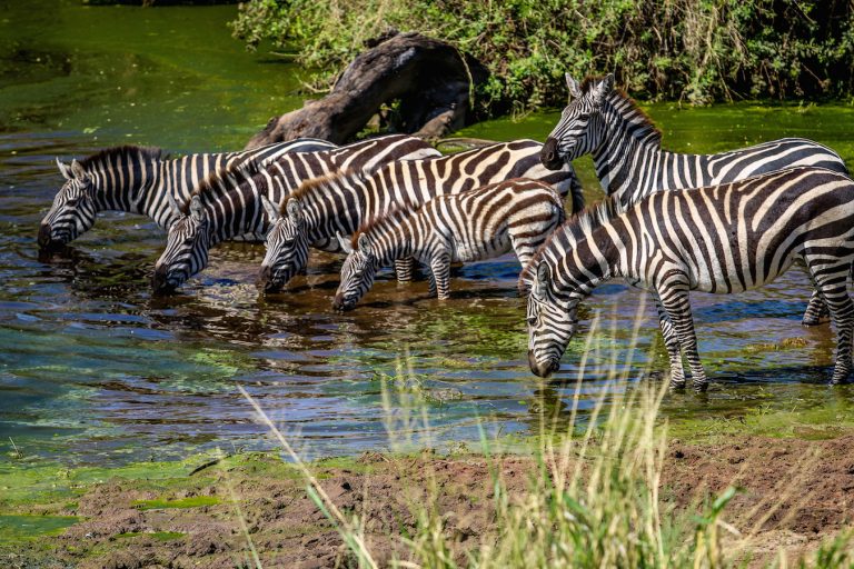 Tanzania-Zebras-in-Serengeti-NP-1-768x512.jpg