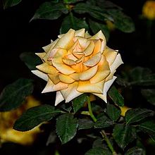 Rose5.jpg