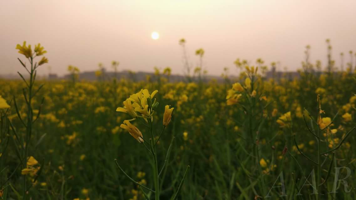 flower with sunset.jpg