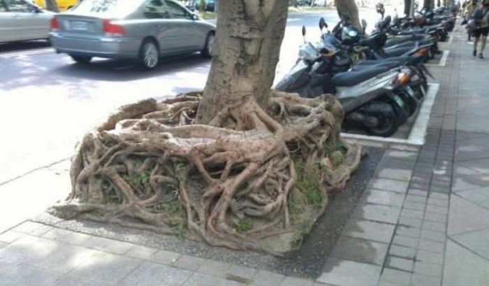 amazing root.jpg