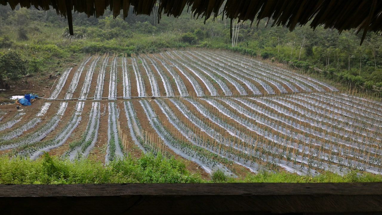 Ladang.jpg