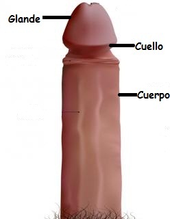 partes-pene.jpg