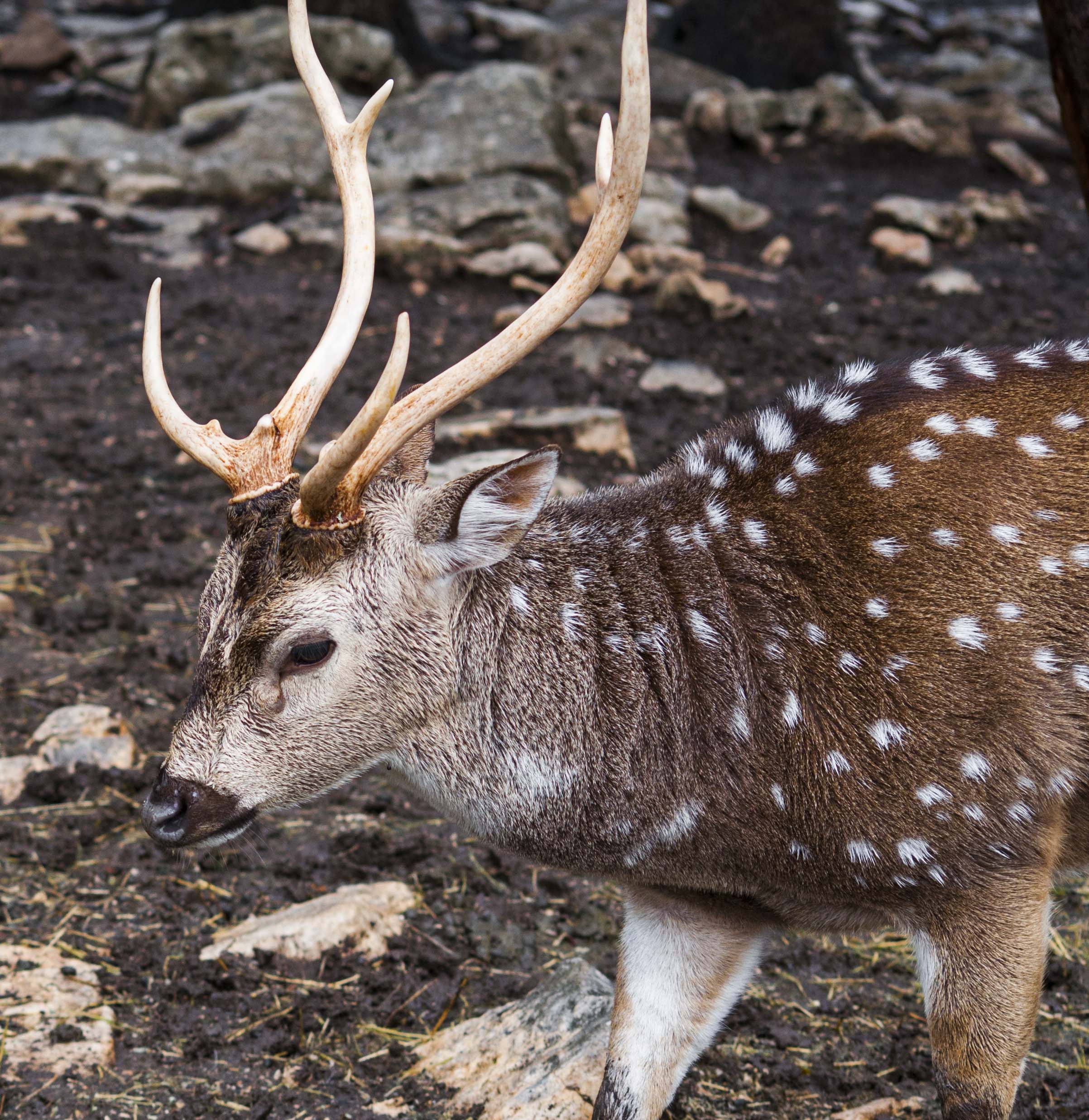 reindeer.JPG