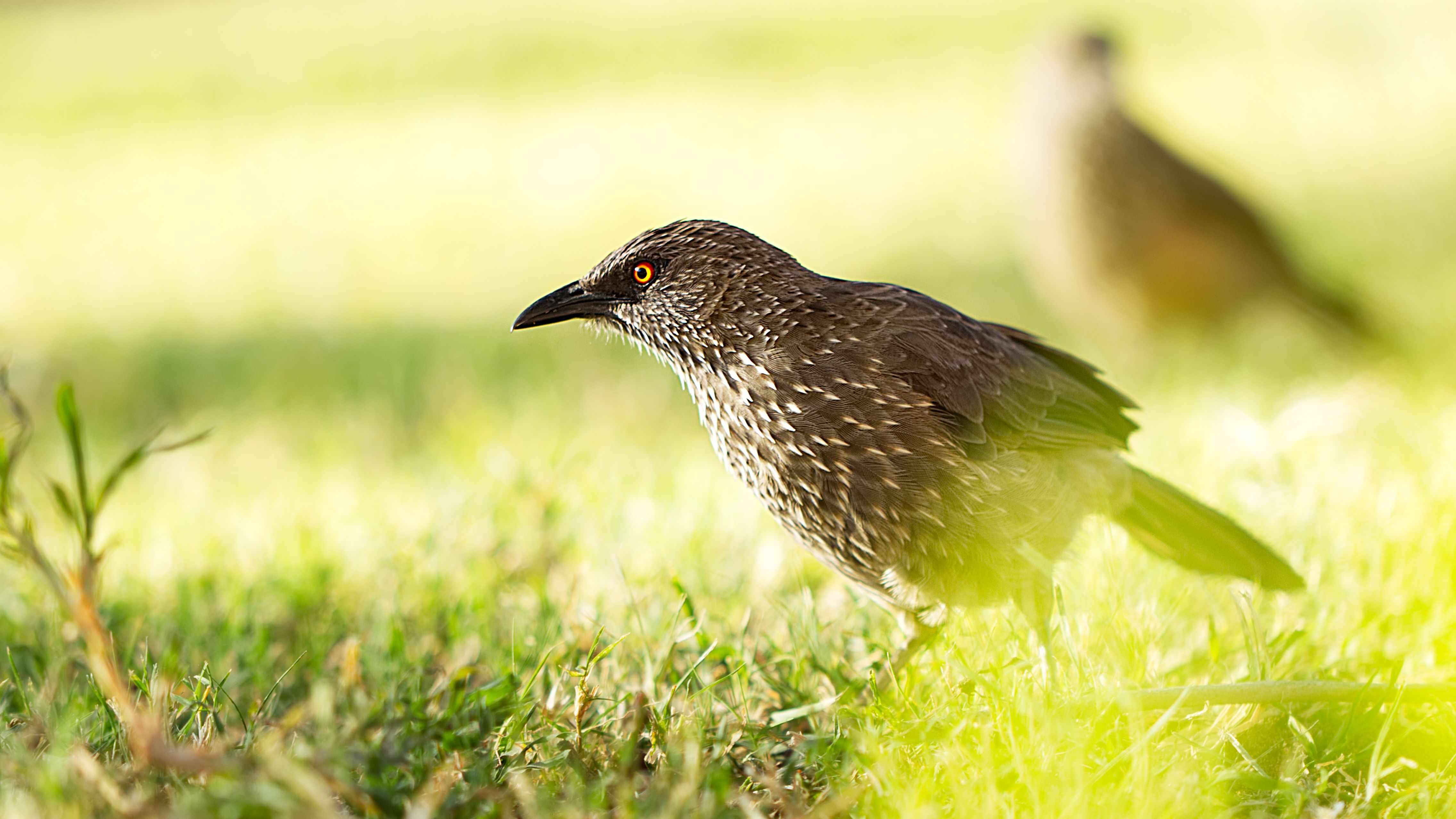 Arrow marked babler