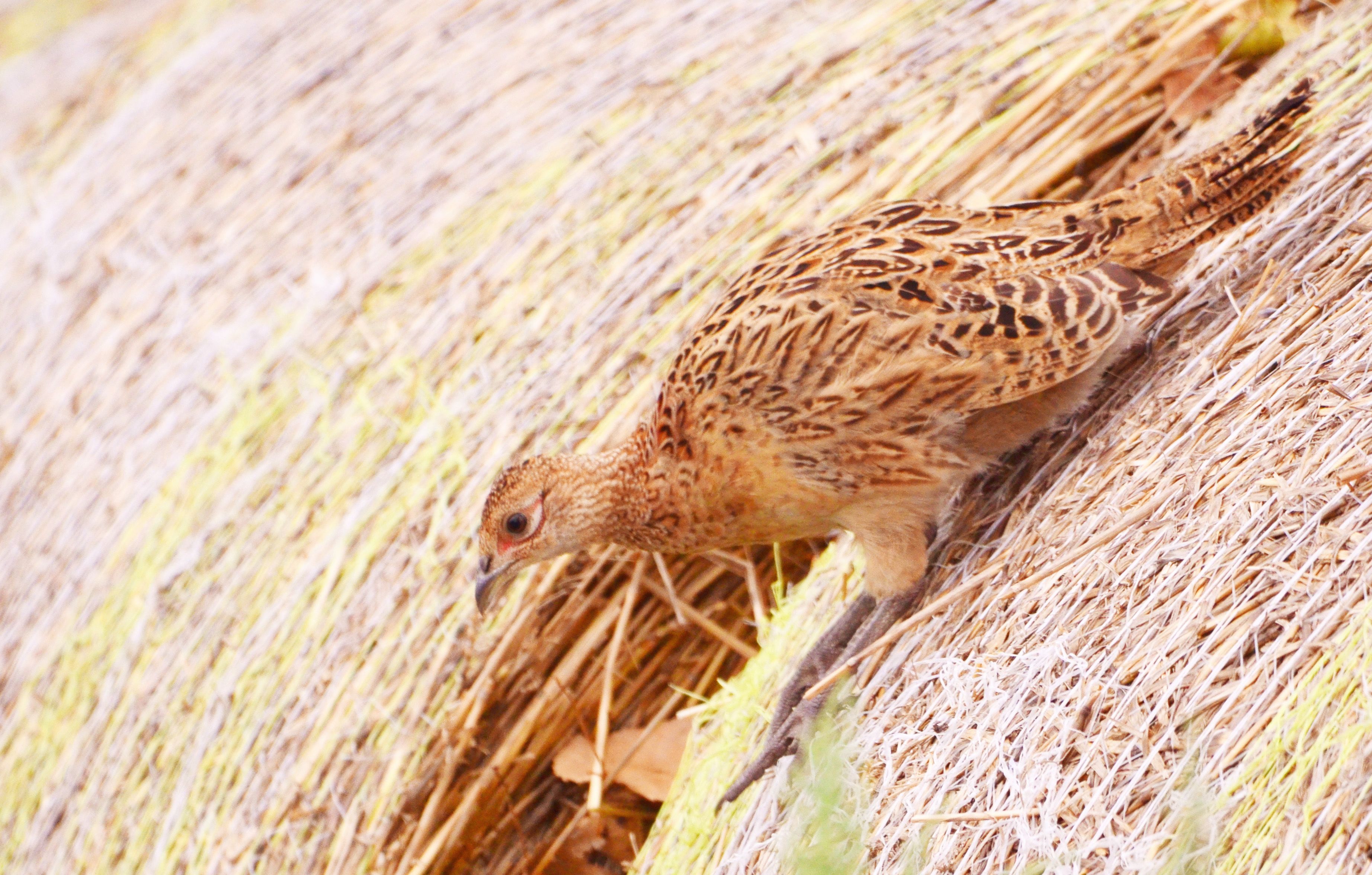 female_pheasant.jpg