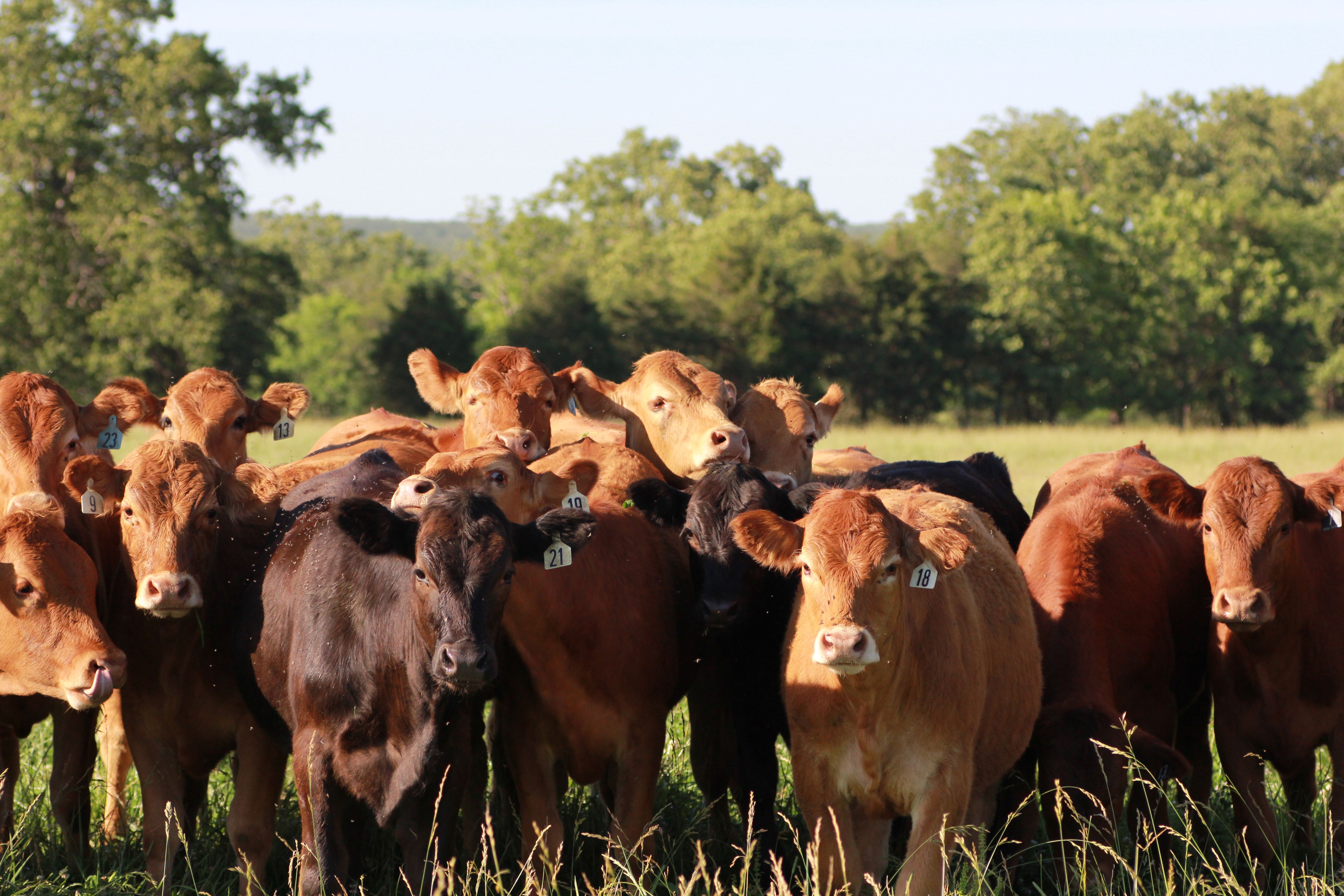 How you can take great shots of cattle ? I helped the farmer by my