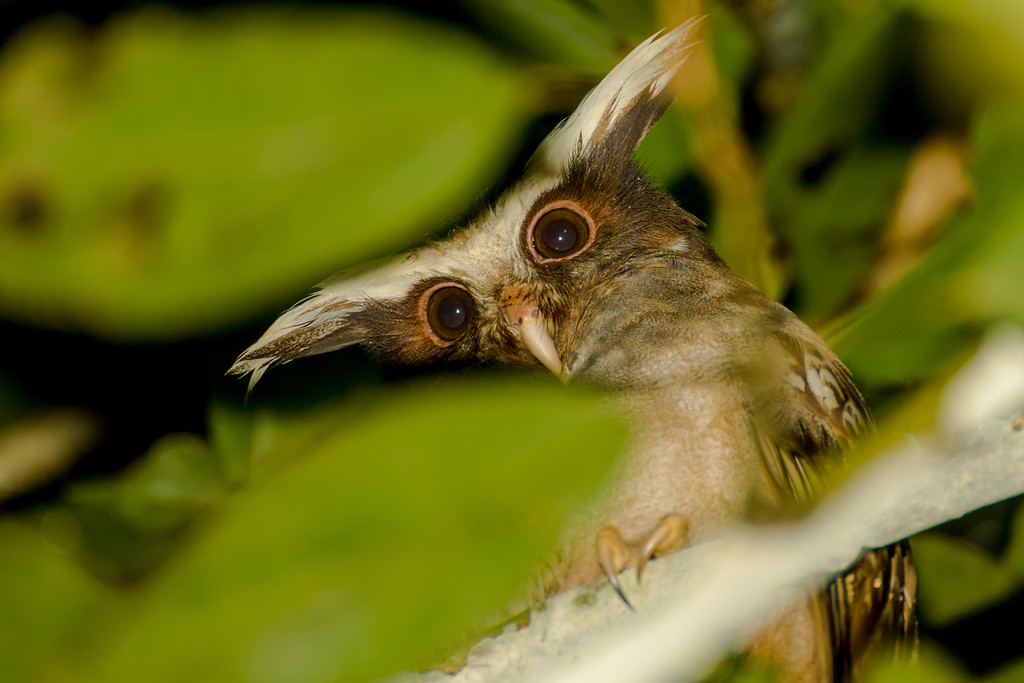 Biodiversity Group, DSC03886-XL.jpg