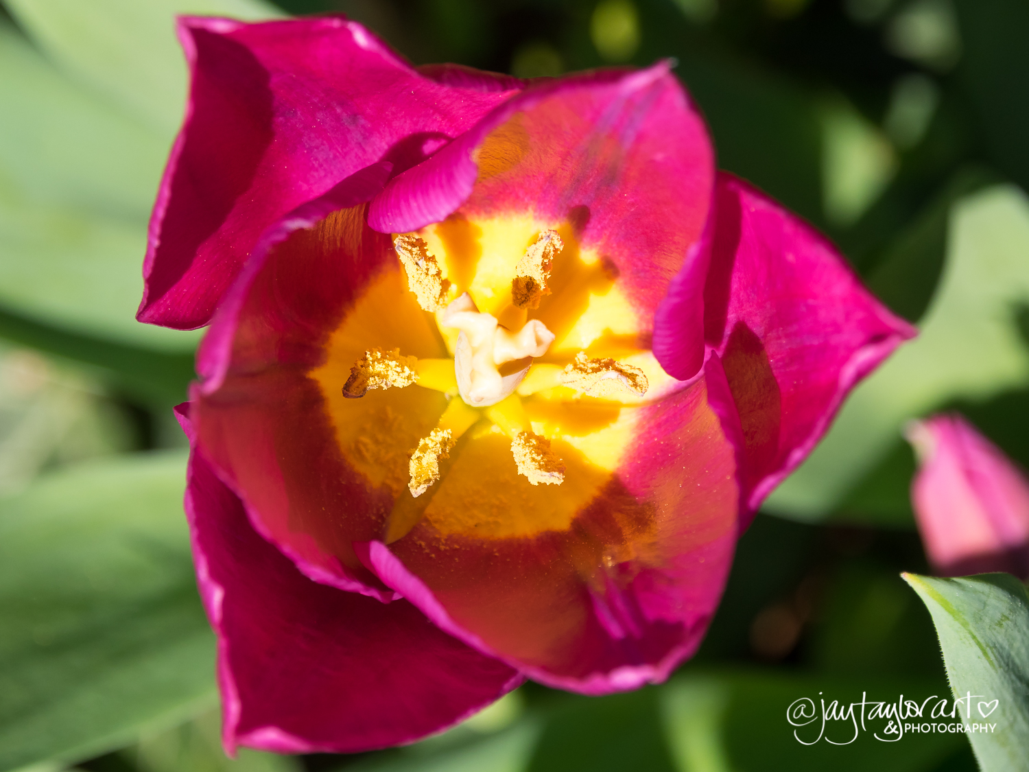 signsofspring2018-tulip.jpg