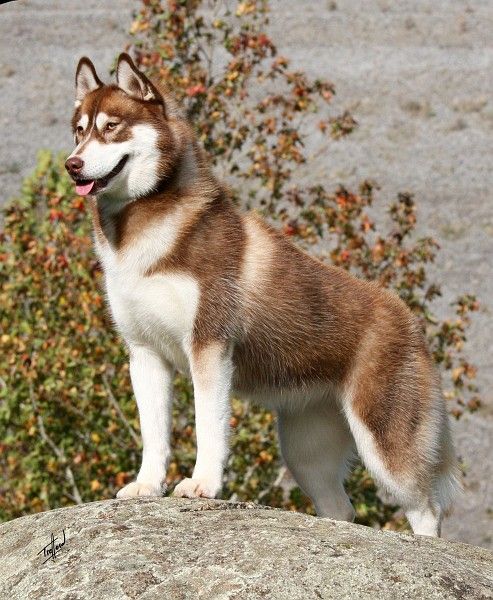 Siberian-Husky.jpg