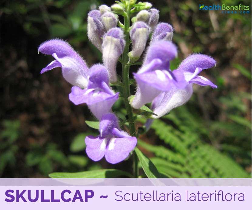 Facts-and-benefits-of-Skullcap.png