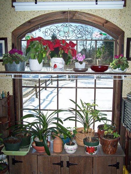Roundtop window plants crop Feb. 2017.jpg