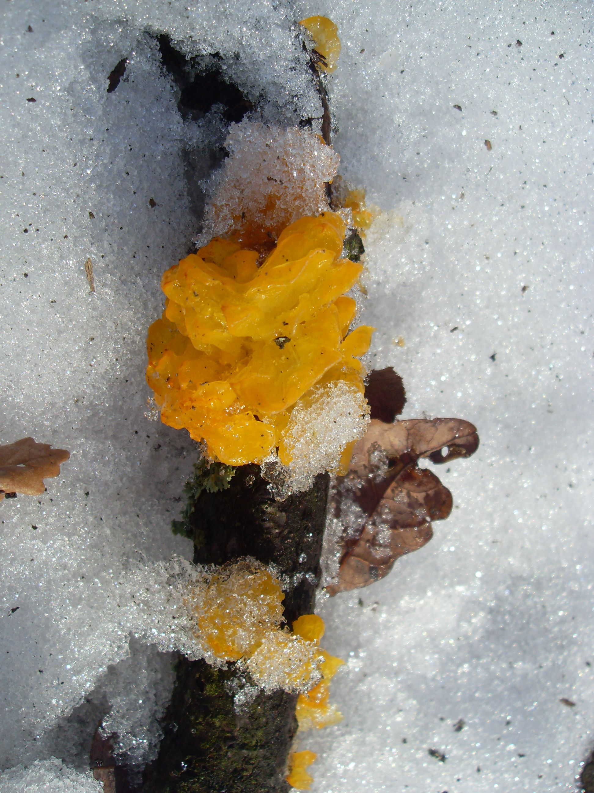 SDC12690.JPG