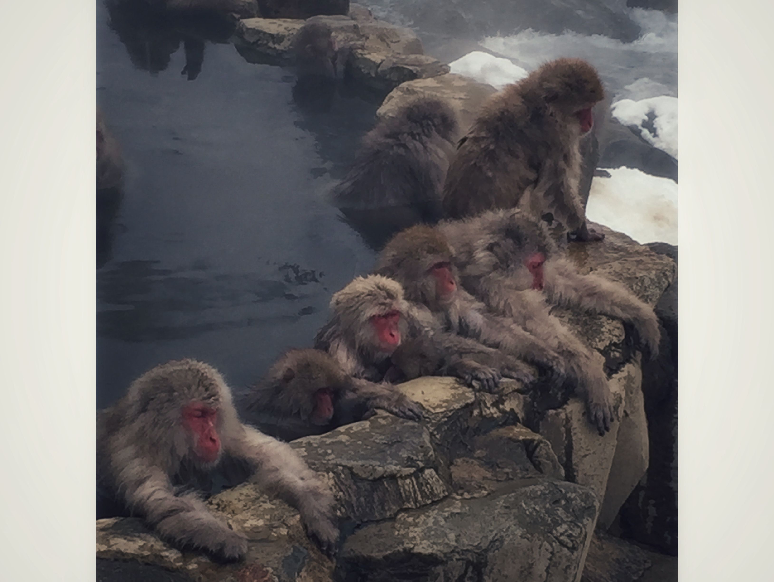 Hell Park monkeys