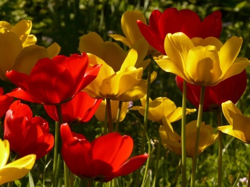 tulips_red_yellow_221895.jpg