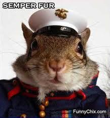 Semper Fi Squirrel